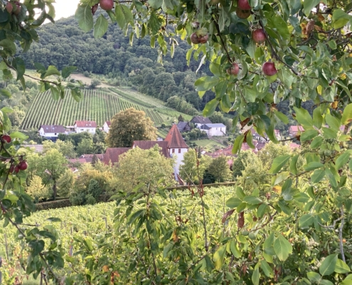 Blick auf Leinsweiler
