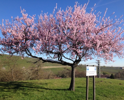 Mandelbaum bei Leinsweiler