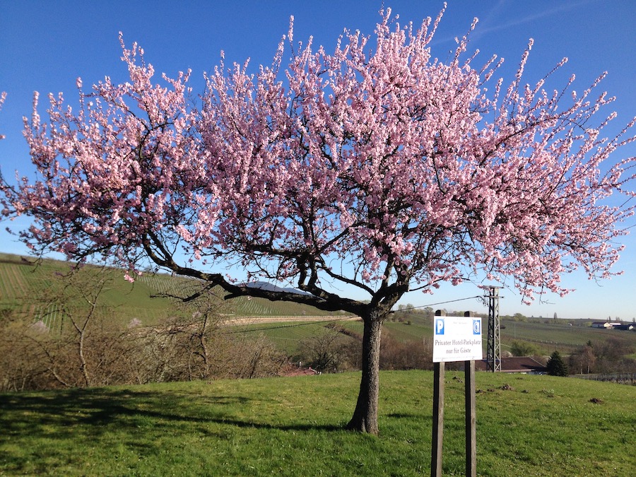 Mandelbaum bei Leinsweiler